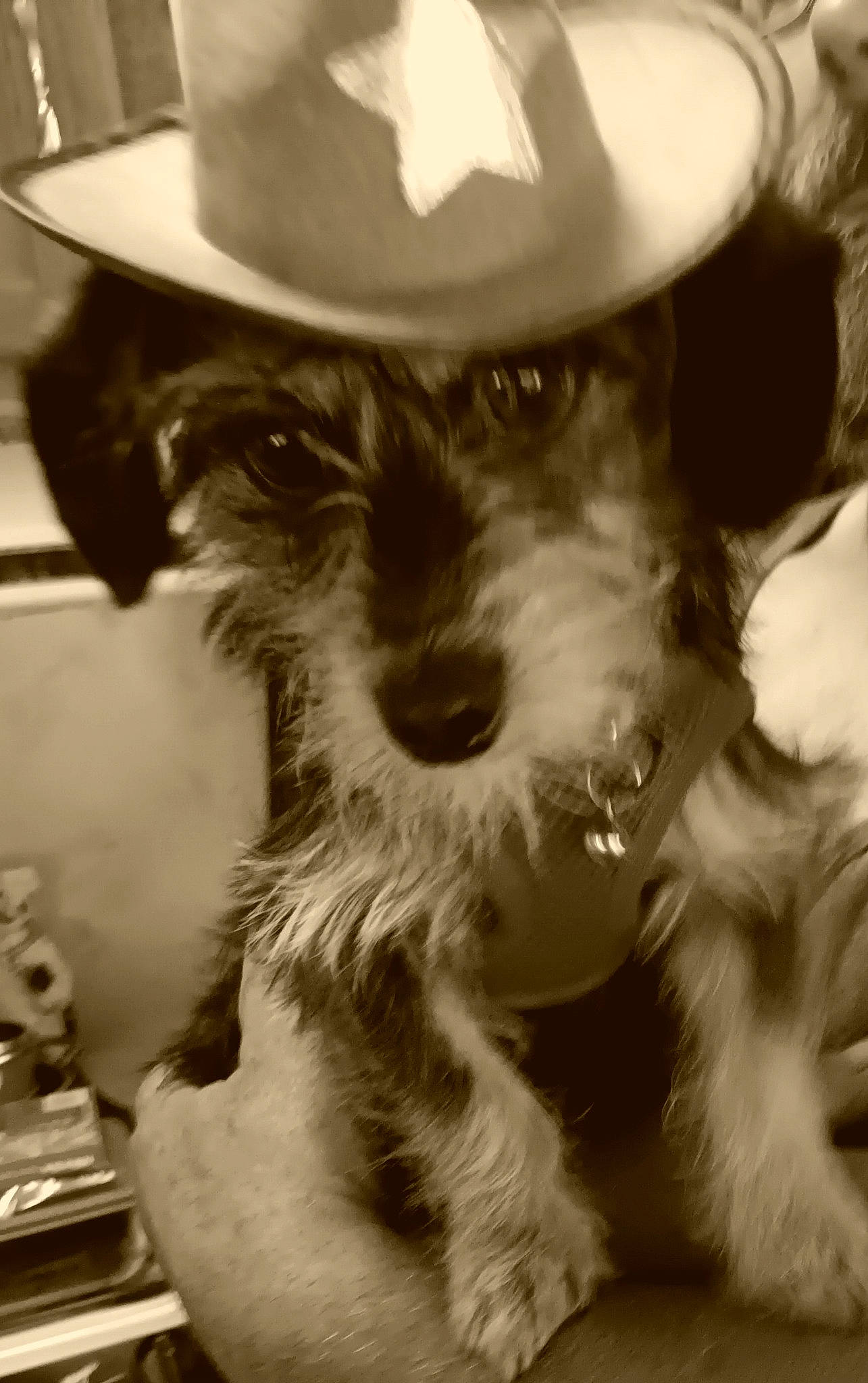 Axle joined the competition — help win amazing prizes! canidae, carnivore, companion_dog, dog, dog_breed, ear, event, fashion_accessory, fedora, fur, hat, headgear, monochrome, monochrome_photography, snout, sporting_group, style, sun_hat, toy_dog, working_animal