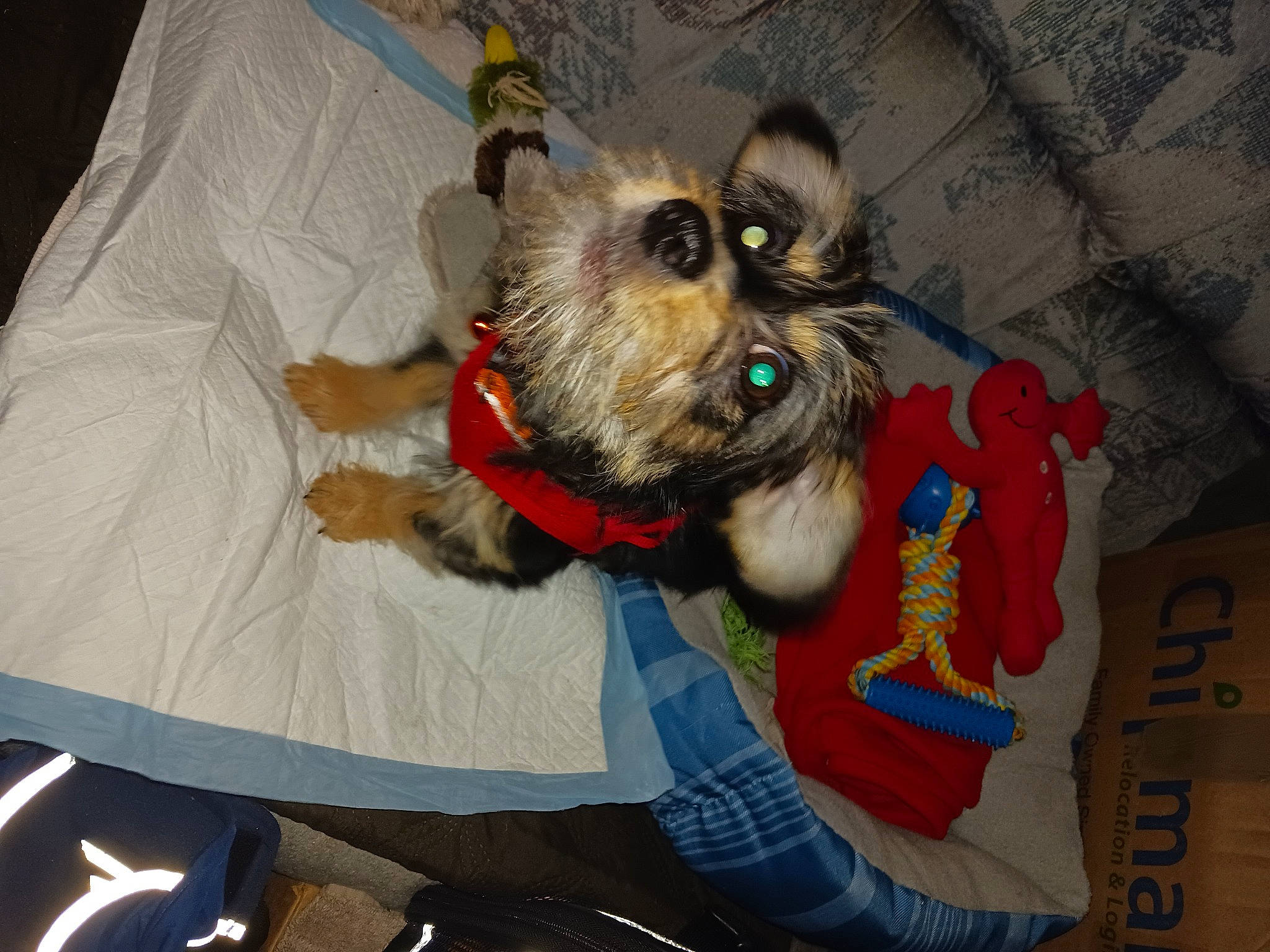 Axle joined the competition — help win amazing prizes! canidae, carnivore, companion_dog, dog, dog_breed, dog_clothes, dog_supply, event, fawn, fur, hat, pet_supply, puppy, small_terrier, snout, sporting_group, standard_schnauzer, terrier, toy_dog, working_animal