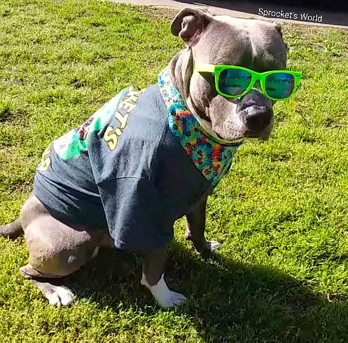 Sprocket joined the competition — help win amazing prizes! carnivore, collar, companion_dog, dog, dog_breed, dog_clothes, dog_collar, dog_supply, eyewear, fawn, glasses, goggles, grass, personal_protective_equipment, pet_supply, snout, sunglasses, toy_dog, vision_care, working_animal