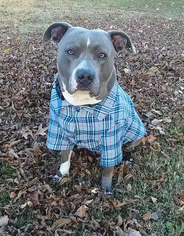 Sprocket is registered to the contest to win money with this photo: canidae, carnivore, collar, companion_dog, dog, dog_breed, dog_clothes, dog_collar, dog_supply, fawn, grass, pattern, pet_supply, plant, snout, soil, sporting_group, terrestrial_animal, toy, working_animal