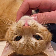 Rooky a rejoint le concours — aidez-le/la à gagner de superbes lots ! cat, orange_cat, feline, pet, upside_down, close_up, face, whiskers, nose, eyes, ears, fur, ginger, orange, human_hand, petting, indoors, portrait, playful, cute