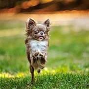 Malo a rejoint le concours — aidez-le/la à gagner de superbes lots ! brown_fur, chihuahua, dog, floppy_ears, golden_light, grass, happy, jumping, large_ears, long_hair, meadow, nature, open_mouth, outdoor, portrait, puppy, raised_paws, running, small_dog, white_chest