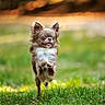 brown_fur, chihuahua, dog, floppy_ears, golden_light, grass, happy, jumping, large_ears, long_hair, meadow, nature, open_mouth, outdoor, portrait, puppy, raised_paws, running, small_dog, white_chest