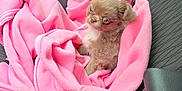 Malo participe au concours pour gagner de l'argent avec cette photo : puppy, dog, pink_jacket, car_seat, car_interior, seatbelt_buckle, mentos, gum, spray_bottle, small_dog, cute, pet, animal, fleece, fabric, cozy, indoor, transportation, accessories, closeup