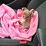 puppy, dog, pink_jacket, car_seat, car_interior, seatbelt_buckle, mentos, gum, spray_bottle, small_dog, cute, pet, animal, fleece, fabric, cozy, indoor, transportation, accessories, closeup