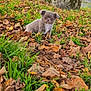 puppy, dog, grass, leaves, autumn, outdoor, tree, stone, house, moss, small_dog, cute, curious, nature, fall, pet, young_dog, greenery, background, hand