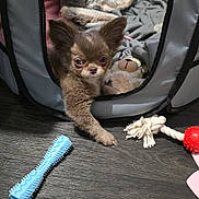 Malo participe au concours pour gagner de l'argent avec cette photo : blanket, brown, cozy, curious, cute, dog, ears, floor, fur, indoor, paw, pet_bed, plastic_toy, puppy, resting, rope_toy, small_dog, stuffed_animal, toy, wood_floor