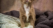 Malo participe au concours pour gagner de l'argent avec cette photo : animal, basket, blanket, brown, chihuahua, cozy, cute, dog, ears, fur, furniture, indoors, pet, portrait, puppy, small, soft, texture, white, wide_eyes