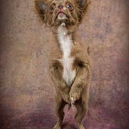 Malo a rejoint le concours — aidez-le/la à gagner de superbes lots ! animal, background, brown, canine, close_up, curious, dog, ears, expression, four_legs, fur, indoor, looking_up, pet, portrait, small_dog, standing, studio, whiskers, white