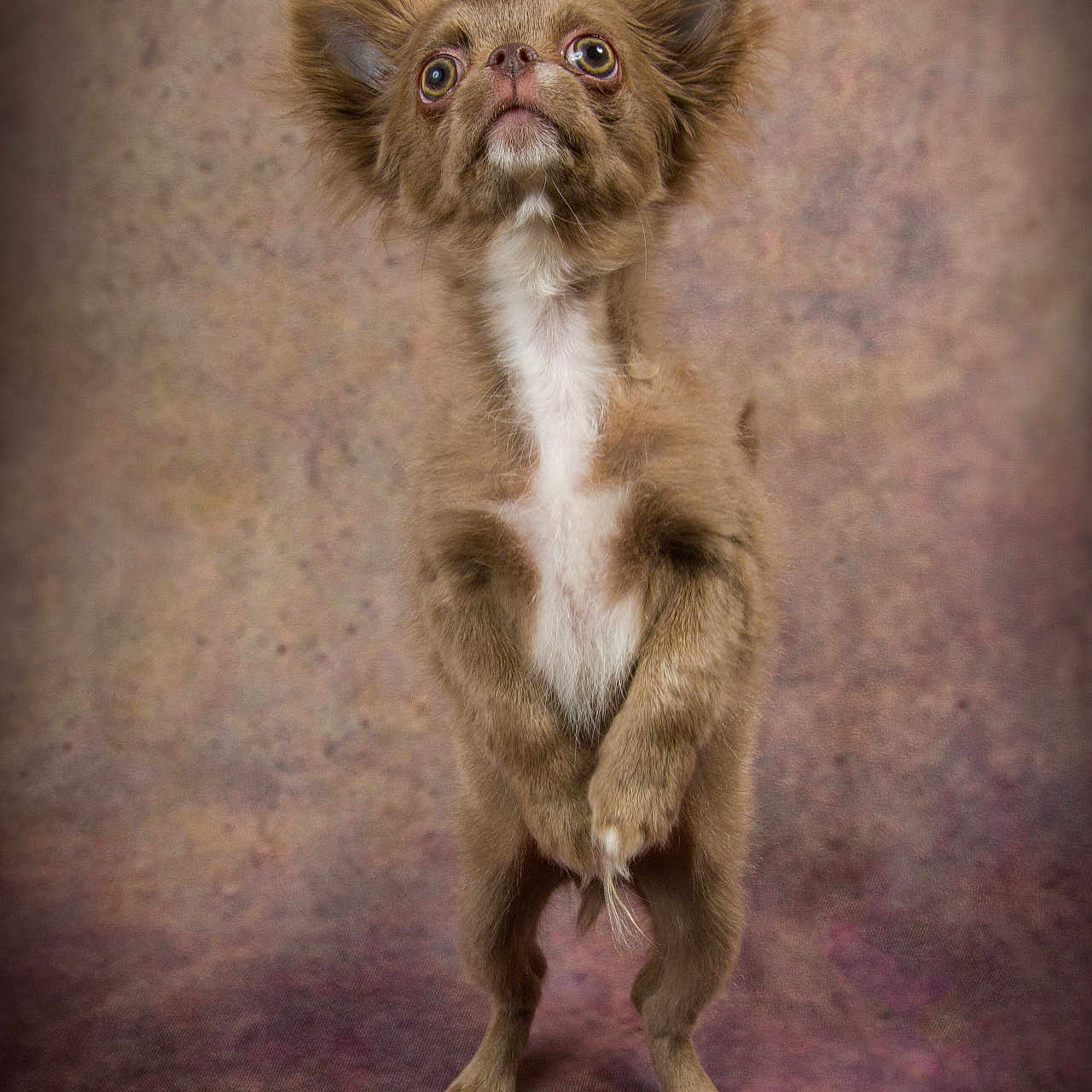 Malo a rejoint le concours — aidez-le/la à gagner de superbes lots ! animal, background, brown, canine, close_up, curious, dog, ears, expression, four_legs, fur, indoor, looking_up, pet, portrait, small_dog, standing, studio, whiskers, white
