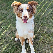 Ollie Luka joined the competition — help win amazing prizes! dog, animal, outdoor, grass, happy, pet, canine, sitting, fur, ears, smiling, sunlight, nature, tongue, muzzle, friendly, cute, portrait, daylight, playful