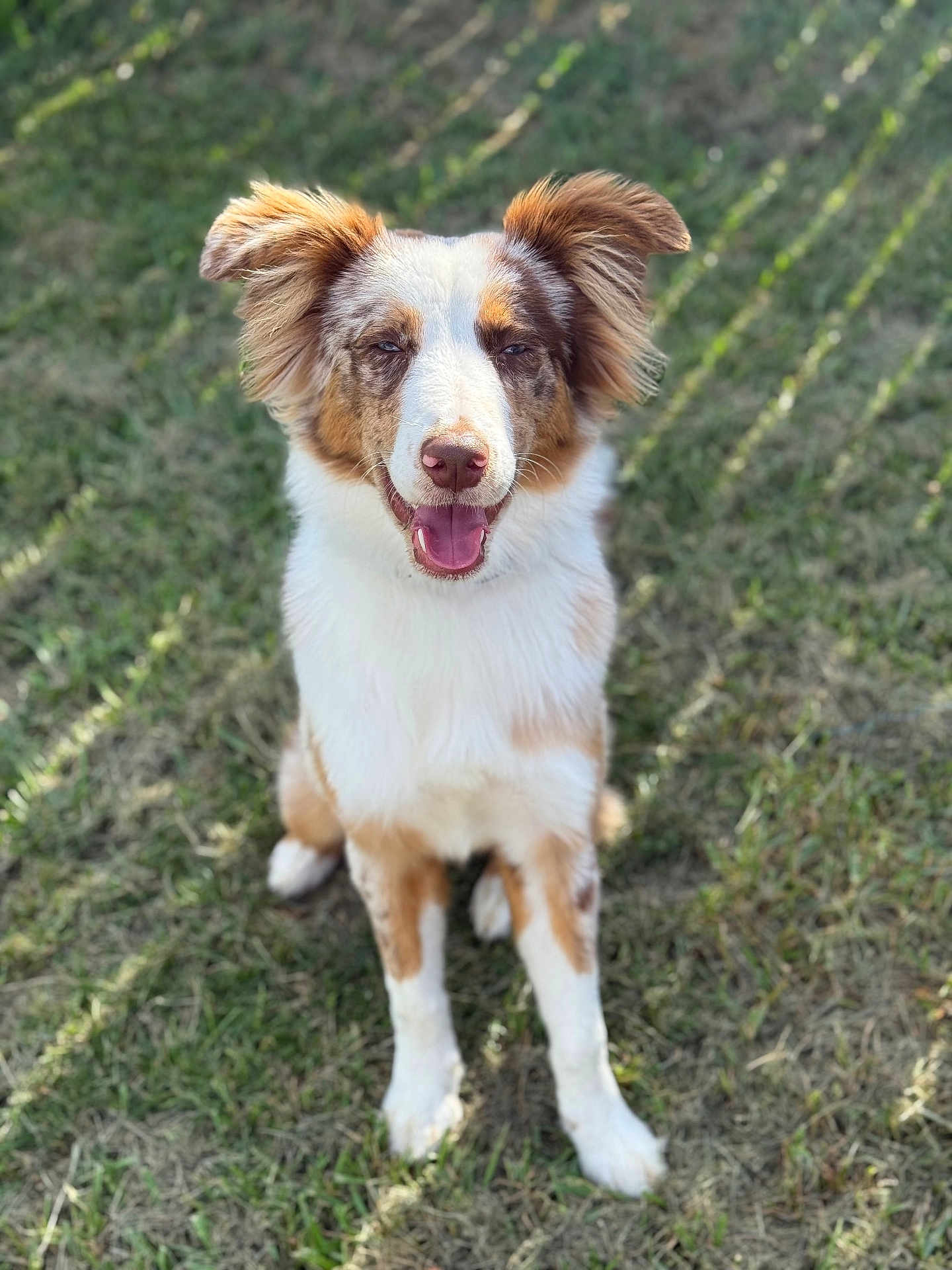 Ollie Luka