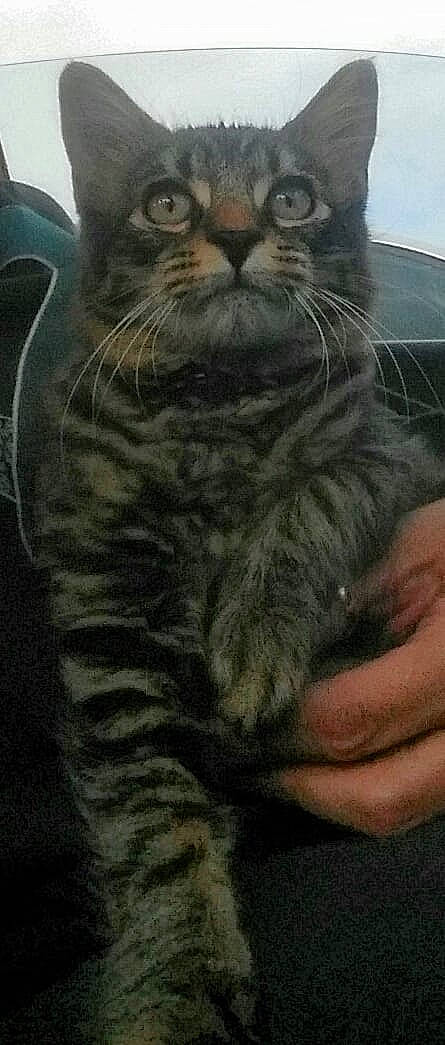 Trixie joined the competition — help win amazing prizes! american_bobtail, american_curl, asian, british_longhair, british_semi_longhair, carnivore, cat, domestic_short_haired_cat, european_shorthair, felidae, kitten, maine_coon, mammal, nebelung, norwegian_forest_cat, siberian, small_to_medium_sized_cats, snout, tabby_cat, whiskers