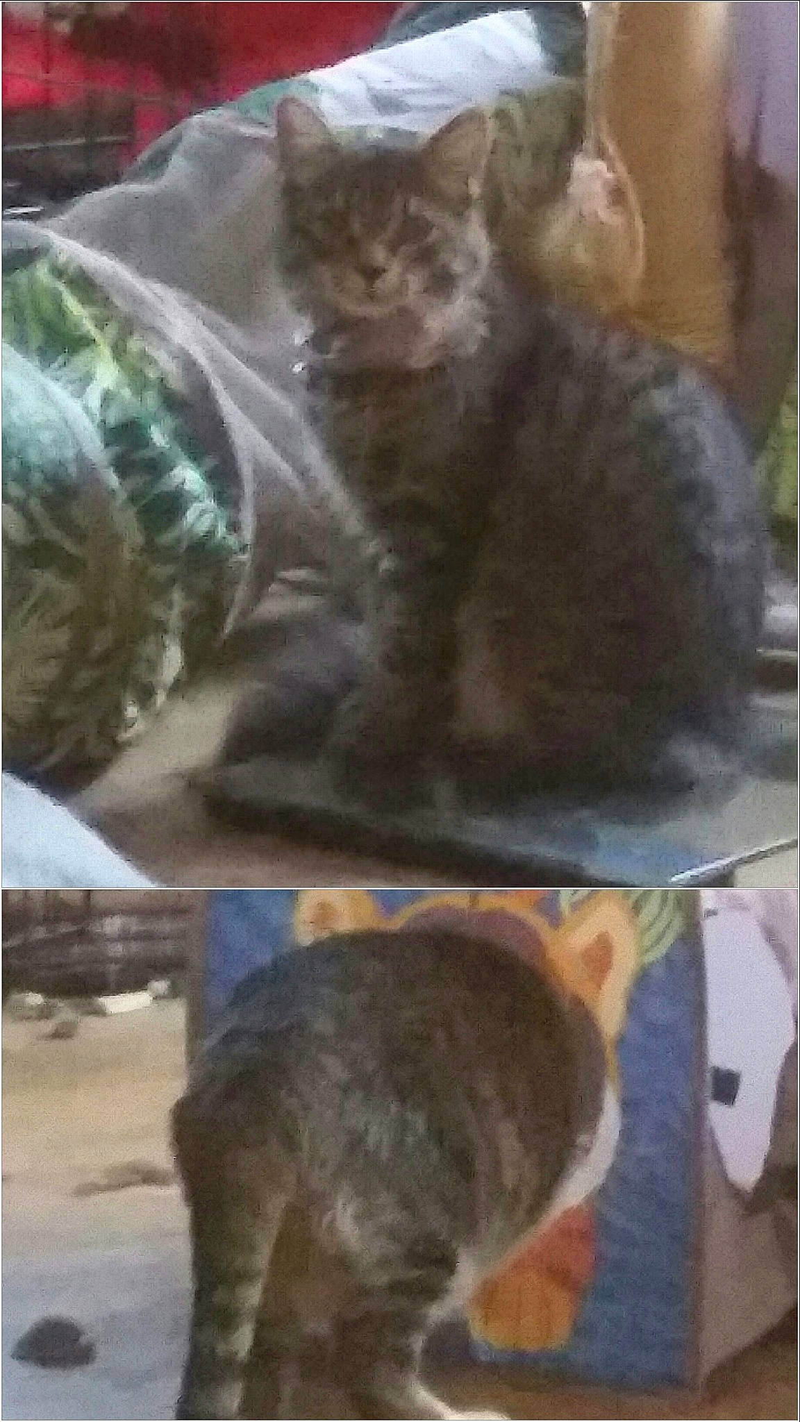 Trixie joined the competition — help win amazing prizes! cat, felidae, korat, nebelung, russian_blue, small_to_medium_sized_cats, tail, whiskers