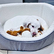 Missy is registered to the contest to win money with this photo: puppy, dog, pet_bed, toy, indoor, white, brown_spots, cute, chewing, cozy, floor_tiles, soft_texture, animal_toy, young_dog, resting, domestic, small_dog, fur, playful, companion