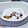 puppy, dog, pet_bed, toy, indoor, white, brown_spots, cute, chewing, cozy, floor_tiles, soft_texture, animal_toy, young_dog, resting, domestic, small_dog, fur, playful, companion