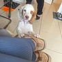 Missy is registered to the contest to win money with this photo: puppy, dog, indoor, person, slippers, floor, tile_floor, legs, paws, collar, brown_and_white, cute, pet, domestic_animal, home, animal, canine, young_dog, waiting, looking_up