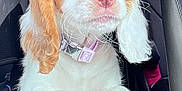 Missy is registered to the contest to win money with this photo: puppy, dog, white, caramel, pink_nose, collar, car_seat, paws, fur, pet, cute, animal, domestic_animal, young, indoors, close_up, portrait, whiskers, ears, expression