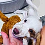 Missy is registered to the contest to win money with this photo: puppy, dog, hand, toy, bite, playful, bed, floor, ears, fur, pet, cute, indoor, white, brown, animal, young, friendly, closeup, person