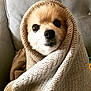 Gizmo joined the competition — help win amazing prizes! dog, blanket, cozy, knitted, cute, pet, fur, wrapped, indoors, comfort, snug, brown, beige, portrait, face, animal, warm, relaxed, sofa, home