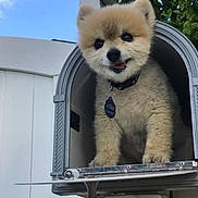 Gizmo joined the competition — help win amazing prizes! dog, pomeranian, mailbox, outdoor, pet, fluffy, happy, collar, tag, sky, greenery, cute, animal, smiling, small_dog, fence, daylight, front_view, tongue_out, house