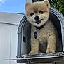 dog, pomeranian, mailbox, outdoor, pet, fluffy, happy, collar, tag, sky, greenery, cute, animal, smiling, small_dog, fence, daylight, front_view, tongue_out, house
