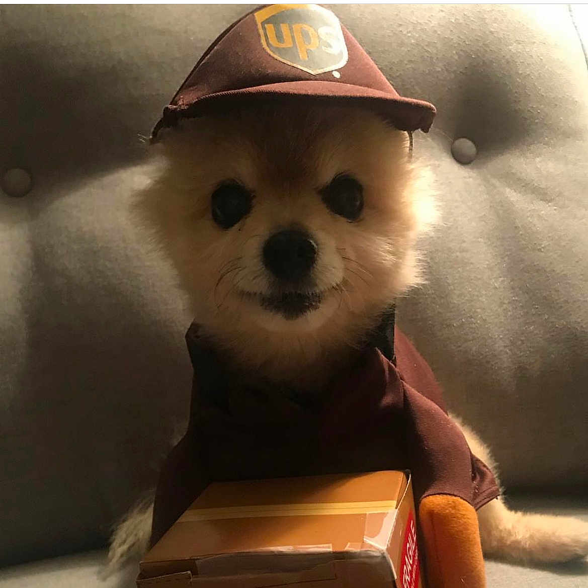 Gizmo is registered to the contest to win money with this photo: animal, brown, brown_hat, costume, couch, cute, delivery_uniform, dog, fluffy, fragile_label, funny, furniture, hat, indoors, package, pet, portrait, puppy, sitting, small_dog