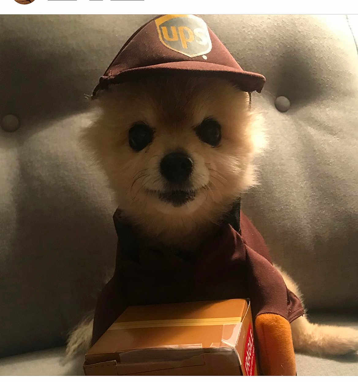 Gizmo