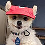 Gizmo joined the competition — help win amazing prizes! dog, small_dog, fluffy, red_cap, pet, animal, cute, indoor, collar, tag, funny_tag, white_fur, ears, face, expression, adorable, portrait, closeup, looking_at_camera, domestic_animal