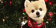 Gizmo joined the competition — help win amazing prizes! dog, pomeranian, christmas_tree, holiday_decorations, ornaments, lights, festive, cute, fluffy, pet, small_dog, black_clothing, red_trim, indoor, christmas, seasonal, decor, animal, holiday, celebration
