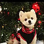 dog, pomeranian, christmas_tree, holiday_decorations, ornaments, lights, festive, cute, fluffy, pet, small_dog, black_clothing, red_trim, indoor, christmas, seasonal, decor, animal, holiday, celebration