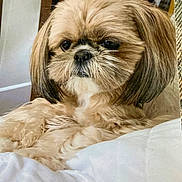 Savannah joined the competition — help win amazing prizes! animal, blanket, companion, cozy, cute, cute_pet, dog, domestic, ears, face, fluffy, fur, furry, home, indoor, lying_down, pet, portrait, relaxed, small_dog