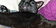 Dash joined the competition — help win amazing prizes! animal, bed, bedroom, blackcat, blanket, bulldog, canine, cat, couch, cushion, dog, frenchbulldog, furniture, homedecor, indoors, person, pet, quilt, room, sleeping