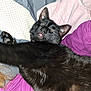 animal, bed, bedroom, blackcat, blanket, bulldog, canine, cat, couch, cushion, dog, frenchbulldog, furniture, homedecor, indoors, person, pet, quilt, room, sleeping