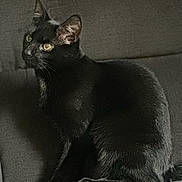 Dash joined the competition — help win amazing prizes! abyssinian, animal, blackcat, cat, egyptiancat, kitten, manx, pet
