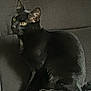 abyssinian, animal, blackcat, cat, egyptiancat, kitten, manx, pet