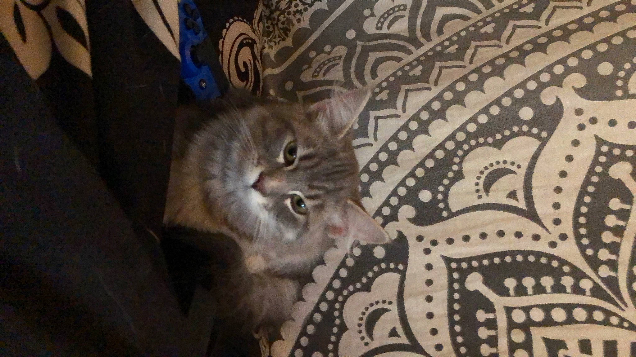 Doobie is registered to the contest to win money with this photo: art, carnivore, cat, ceiling, darkness, domestic_short_haired_cat, fawn, felidae, floor, flooring, font, grey, linens, metal, motif, pattern, small_to_medium_sized_cats, tail, whiskers, wood