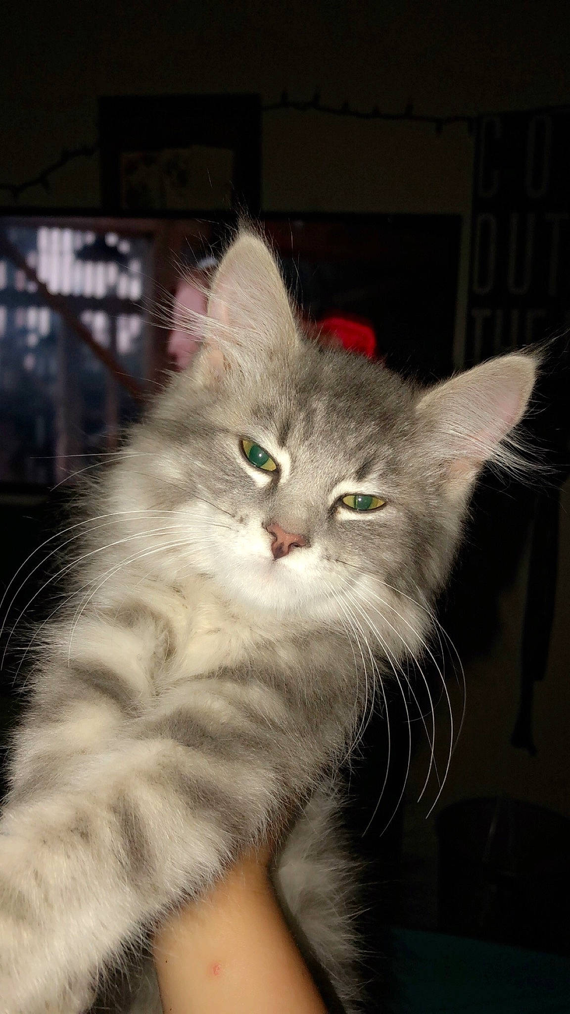 Doobie joined the competition — help win amazing prizes! british_longhair, carnivore, cat, claw, domestic_short_haired_cat, fawn, felidae, fur, iris, paw, photo_caption, small_to_medium_sized_cats, snout, tail, terrestrial_animal, whiskers, window