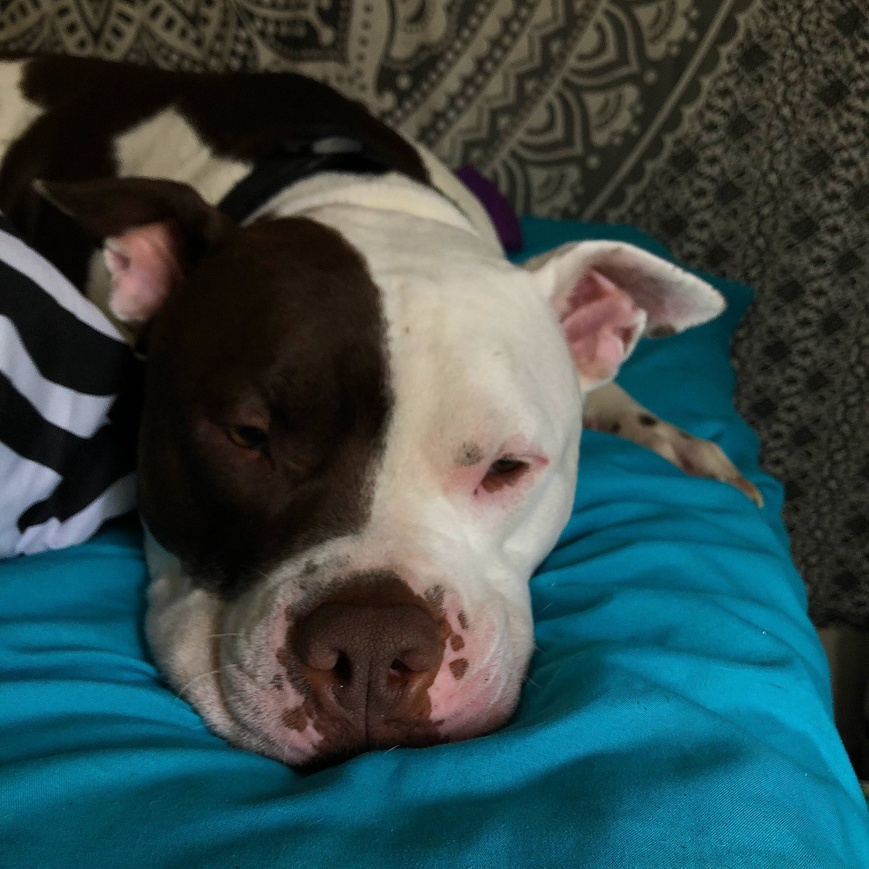 Boy joined the competition — help win amazing prizes! canidae, carnivore, comfort, companion_dog, dog, dog_breed, ear, fawn, flesh, grass, jaw, non_sporting_group, snout, sporting_group, suidae, terrestrial_animal, whiskers, working_animal