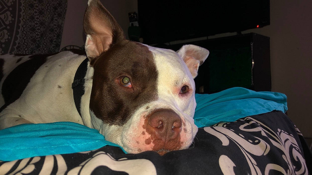 Boy joined the competition — help win amazing prizes! canidae, carnivore, comfort, companion_dog, dog, dog_breed, ear, fawn, flesh, fur, non_sporting_group, snout, sporting_group, terrestrial_animal, whiskers, working_animal