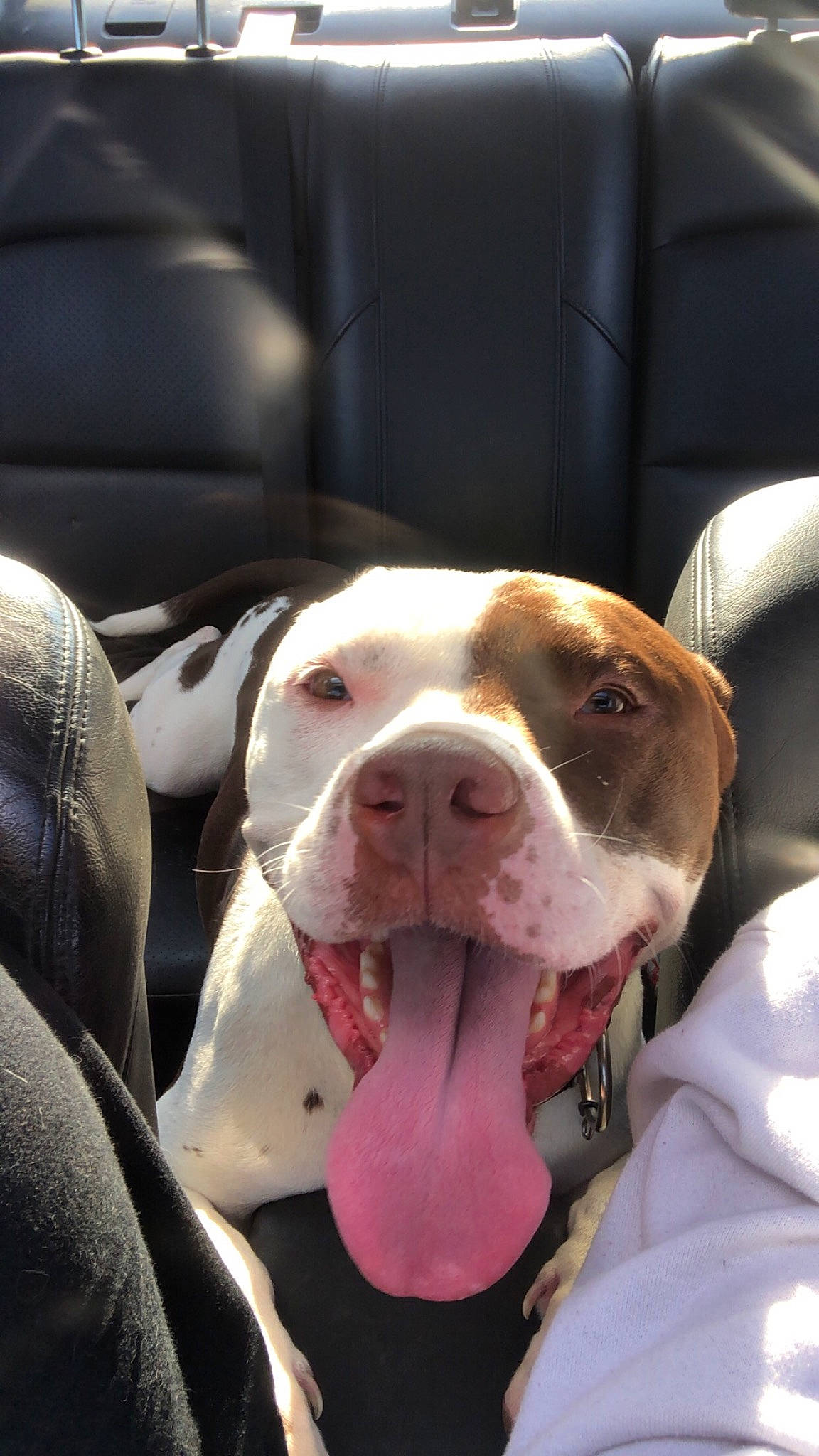 Boy is registered to the contest to win money with this photo: carnivore, chair, collar, companion_dog, dog, dog_breed, dog_collar, dog_supply, fawn, fur, hunting_dog, leash, liver, non_sporting_group, puppy_love, snout, sporting_group, whiskers, working_animal, working_dog