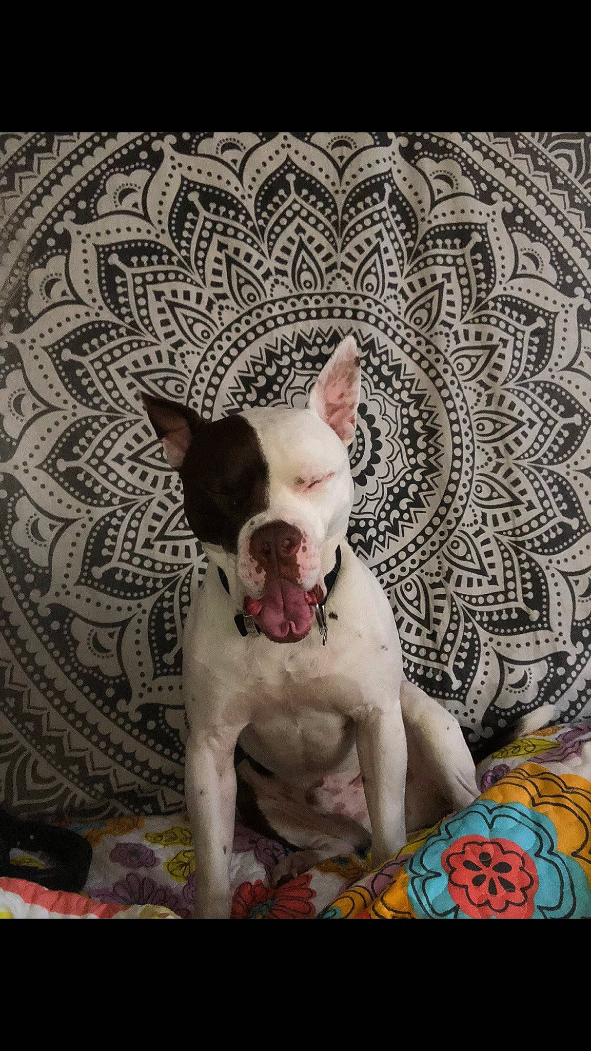 Boy joined the competition — help win amazing prizes! art, canidae, carnivore, comfort, companion_dog, dog, dog_breed, fawn, linens, mammal, pattern, snout, sporting_group, tail, terrestrial_animal, toy_dog, vertebrate, visual_arts, whiskers, working_animal