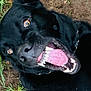dog, black_dog, canine, teeth, tongue, mouth_open, eyes, grass, dirt, pet, animal, closeup, playing, outdoor, nature, fur, nose, expression, wild, energetic