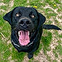 dog, black_labrador, pet, animal, tongue_out, happy, outdoor, grass, dandelion, close_up, muzzle, ears, tail, canine, playful, summer, nature, collar, friendly, looking_up