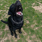 Pip joined the competition — help win amazing prizes! dog, black_dog, grass, outdoor, pet, animal, canine, collar, sitting, mouth_open, teeth, tongue, nature, daylight, playful, fur, field, happy, yard, grass_patch