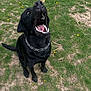 dog, black_dog, grass, outdoor, pet, animal, canine, collar, sitting, mouth_open, teeth, tongue, nature, daylight, playful, fur, field, happy, yard, grass_patch