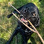 dog, black_dog, grass, stick, animal, pet, outdoor, playful, canine, teeth, mouth, tongue, collar, leash, nature, sunlight, happy, closeup, fur, chewing