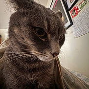 Sky is registered to the contest to win money with this photo: cat, gray_tabby, close_up, feline, whiskers, indoor, blanket, wall_art, framed_pictures, map, fur, pet, animal, cozy, portrait, eyes, face, domestic_cat, soft_light, home