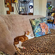 Nala a rejoint le concours — aidez-le/la à gagner de superbes lots ! cat, orange_cat, white_cat, pet, animal, lying_down, relaxed, sleeping, couch, sofa, blanket, leopard_print, pillow, tiger_pillow, living_room, home_interior, furniture, cushion, decor, indoor