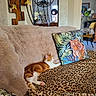 cat, orange_cat, white_cat, pet, animal, lying_down, relaxed, sleeping, couch, sofa, blanket, leopard_print, pillow, tiger_pillow, living_room, home_interior, furniture, cushion, decor, indoor